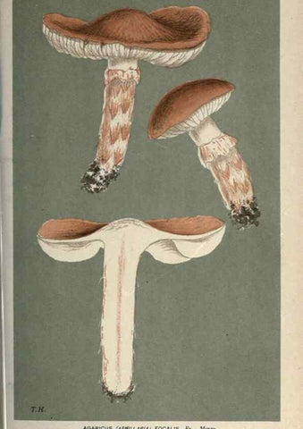 Reproducción/Reproduction 8163879075: Illustrations of British Fungi (Hymenomycetes), to serve as an atlas to the ""Handbook of British Fungi"".. LondonWilliams and Norgate1881-91