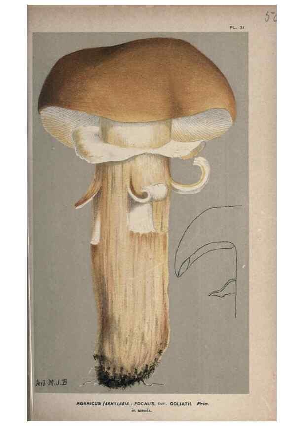 Reproducción/Reproduction 8163912804: Illustrations of British Fungi (Hymenomycetes), to serve as an atlas to the ""Handbook of British Fungi"".. LondonWilliams and Norgate1881-91