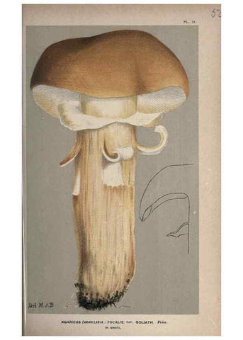 Reproducción/Reproduction 8163912804: Illustrations of British Fungi (Hymenomycetes), to serve as an atlas to the ""Handbook of British Fungi"".. LondonWilliams and Norgate1881-91