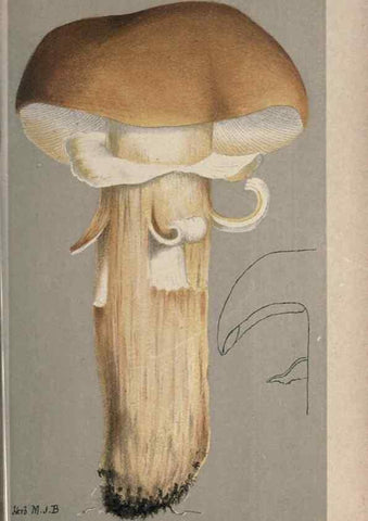 Reproducción/Reproduction 8163912804: Illustrations of British Fungi (Hymenomycetes), to serve as an atlas to the ""Handbook of British Fungi"".. LondonWilliams and Norgate1881-91
