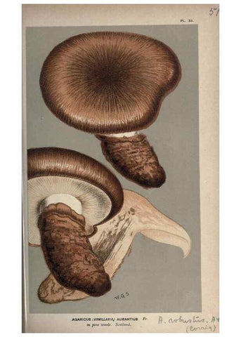 Reproducción/Reproduction 8163913372: Illustrations of British Fungi (Hymenomycetes), to serve as an atlas to the ""Handbook of British Fungi"".. LondonWilliams and Norgate1881-91