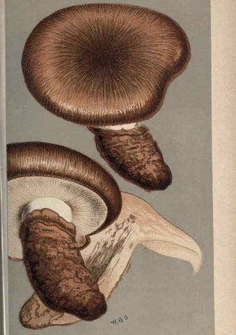 Reproducción/Reproduction 8163913372: Illustrations of British Fungi (Hymenomycetes), to serve as an atlas to the ""Handbook of British Fungi"".. LondonWilliams and Norgate1881-91