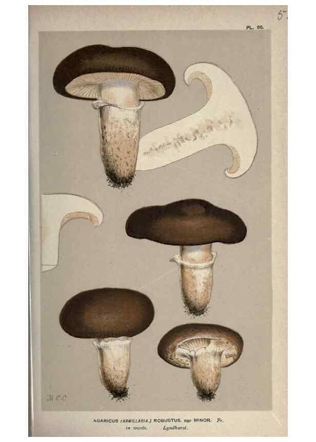 Reproducción/Reproduction 8163880541: Illustrations of British Fungi (Hymenomycetes), to serve as an atlas to the ""Handbook of British Fungi"".. LondonWilliams and Norgate1881-91