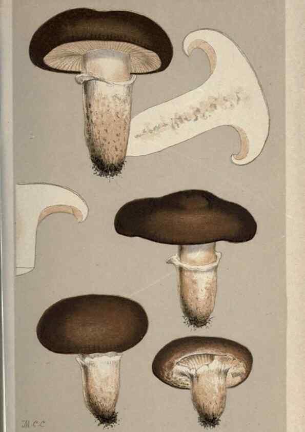 Reproducción/Reproduction 8163880541: Illustrations of British Fungi (Hymenomycetes), to serve as an atlas to the ""Handbook of British Fungi"".. LondonWilliams and Norgate1881-91