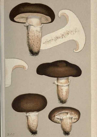 Reproducción/Reproduction 8163880541: Illustrations of British Fungi (Hymenomycetes), to serve as an atlas to the ""Handbook of British Fungi"".. LondonWilliams and Norgate1881-91