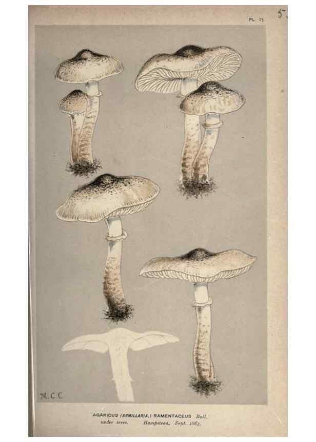 Reproducción/Reproduction 8163914426: Illustrations of British Fungi (Hymenomycetes), to serve as an atlas to the ""Handbook of British Fungi"".. LondonWilliams and Norgate1881-91