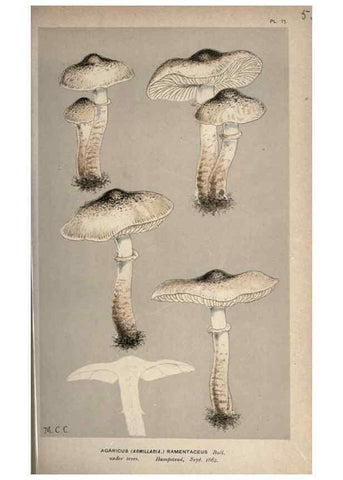 Reproducción/Reproduction 8163914426: Illustrations of British Fungi (Hymenomycetes), to serve as an atlas to the ""Handbook of British Fungi"".. LondonWilliams and Norgate1881-91