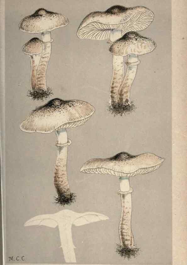 Reproducción/Reproduction 8163914426: Illustrations of British Fungi (Hymenomycetes), to serve as an atlas to the ""Handbook of British Fungi"".. LondonWilliams and Norgate1881-91