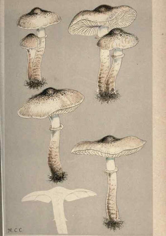 Reproducción/Reproduction 8163914426: Illustrations of British Fungi (Hymenomycetes), to serve as an atlas to the ""Handbook of British Fungi"".. LondonWilliams and Norgate1881-91
