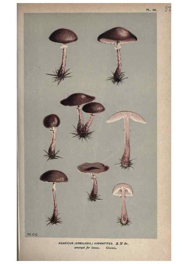 Reproducción/Reproduction 8163881463: Illustrations of British Fungi (Hymenomycetes), to serve as an atlas to the ""Handbook of British Fungi"".. LondonWilliams and Norgate1881-91