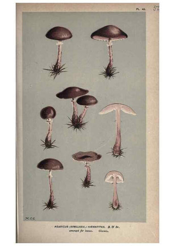 Reproducción/Reproduction 8163881463: Illustrations of British Fungi (Hymenomycetes), to serve as an atlas to the ""Handbook of British Fungi"".. LondonWilliams and Norgate1881-91