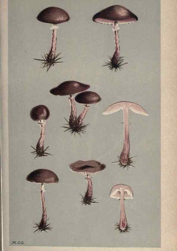 Reproducción/Reproduction 8163881463: Illustrations of British Fungi (Hymenomycetes), to serve as an atlas to the ""Handbook of British Fungi"".. LondonWilliams and Norgate1881-91