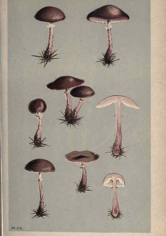 Reproducción/Reproduction 8163881463: Illustrations of British Fungi (Hymenomycetes), to serve as an atlas to the ""Handbook of British Fungi"".. LondonWilliams and Norgate1881-91