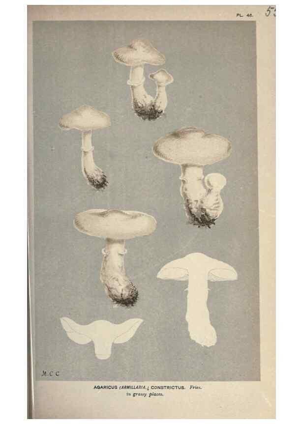 Reproducción/Reproduction 8163881929: Illustrations of British Fungi (Hymenomycetes), to serve as an atlas to the ""Handbook of British Fungi"".. LondonWilliams and Norgate1881-91