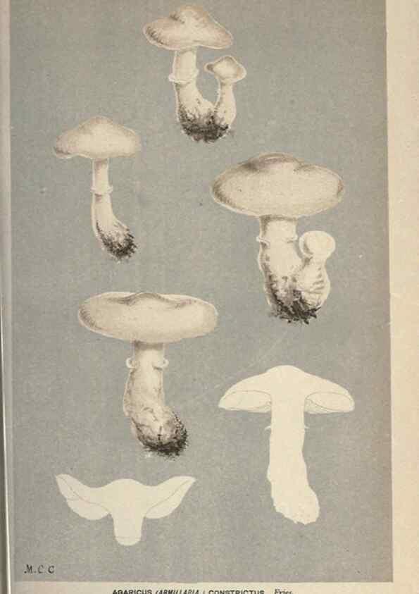 Reproducción/Reproduction 8163881929: Illustrations of British Fungi (Hymenomycetes), to serve as an atlas to the ""Handbook of British Fungi"".. LondonWilliams and Norgate1881-91