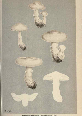 Reproducción/Reproduction 8163881929: Illustrations of British Fungi (Hymenomycetes), to serve as an atlas to the ""Handbook of British Fungi"".. LondonWilliams and Norgate1881-91