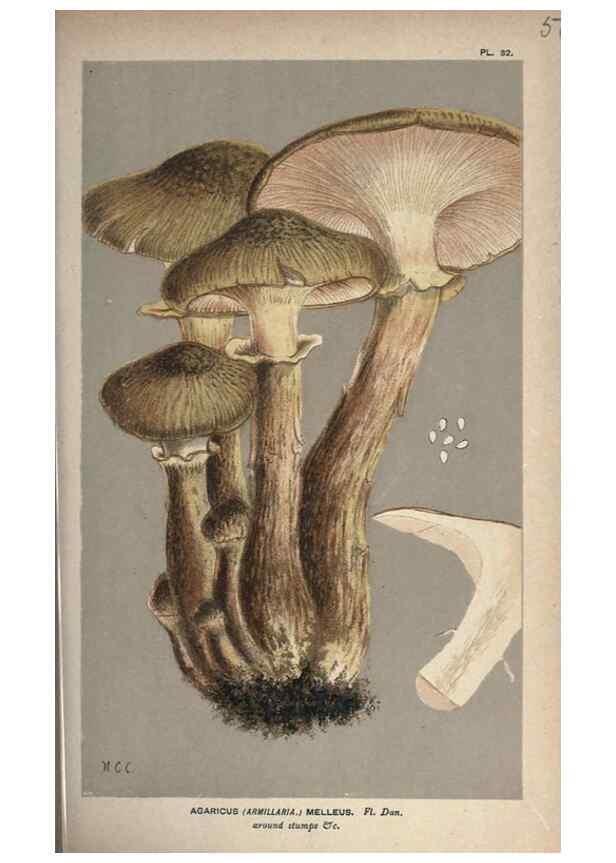 Reproducción/Reproduction 8163915664: Illustrations of British Fungi (Hymenomycetes), to serve as an atlas to the ""Handbook of British Fungi"".. LondonWilliams and Norgate1881-91