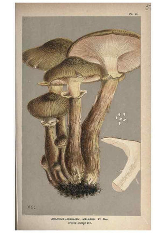 Reproducción/Reproduction 8163915664: Illustrations of British Fungi (Hymenomycetes), to serve as an atlas to the ""Handbook of British Fungi"".. LondonWilliams and Norgate1881-91