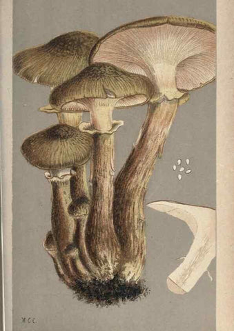 Reproducción/Reproduction 8163915664: Illustrations of British Fungi (Hymenomycetes), to serve as an atlas to the ""Handbook of British Fungi"".. LondonWilliams and Norgate1881-91