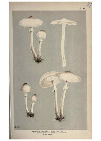 Reproducción/Reproduction 8163916104: Illustrations of British Fungi (Hymenomycetes), to serve as an atlas to the ""Handbook of British Fungi"".. LondonWilliams and Norgate1881-91