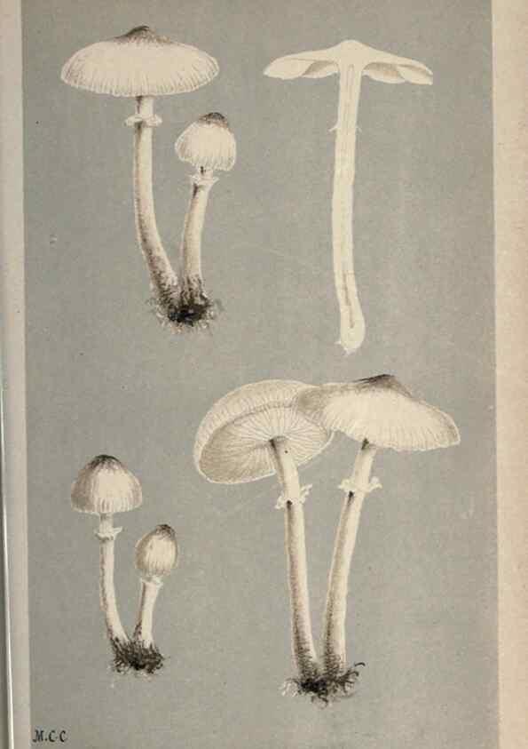 Reproducción/Reproduction 8163916104: Illustrations of British Fungi (Hymenomycetes), to serve as an atlas to the ""Handbook of British Fungi"".. LondonWilliams and Norgate1881-91