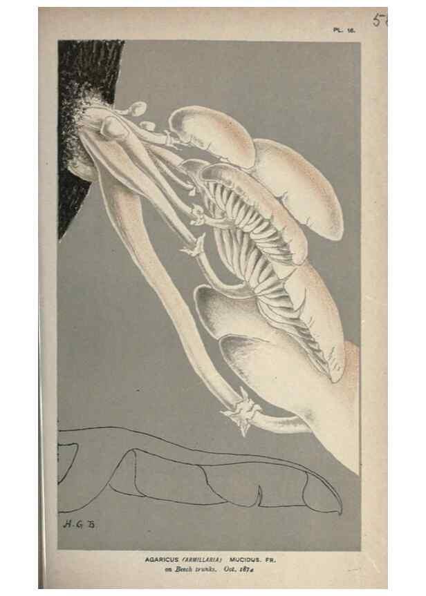 Reproducción/Reproduction 8163883293: Illustrations of British Fungi (Hymenomycetes), to serve as an atlas to the ""Handbook of British Fungi"".. LondonWilliams and Norgate1881-91