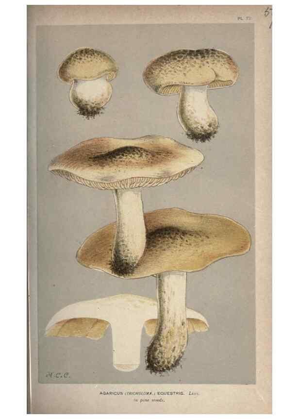 Reproducción/Reproduction 8163917060: Illustrations of British Fungi (Hymenomycetes), to serve as an atlas to the ""Handbook of British Fungi"".. LondonWilliams and Norgate1881-91
