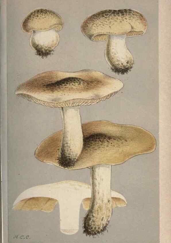 Reproducción/Reproduction 8163917060: Illustrations of British Fungi (Hymenomycetes), to serve as an atlas to the ""Handbook of British Fungi"".. LondonWilliams and Norgate1881-91