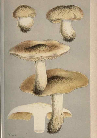 Reproducción/Reproduction 8163917060: Illustrations of British Fungi (Hymenomycetes), to serve as an atlas to the ""Handbook of British Fungi"".. LondonWilliams and Norgate1881-91