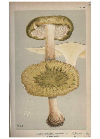 Reproducción/Reproduction 8163917572: Illustrations of British Fungi (Hymenomycetes), to serve as an atlas to the ""Handbook of British Fungi"".. LondonWilliams and Norgate1881-91