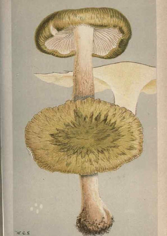 Reproducción/Reproduction 8163917572: Illustrations of British Fungi (Hymenomycetes), to serve as an atlas to the ""Handbook of British Fungi"".. LondonWilliams and Norgate1881-91