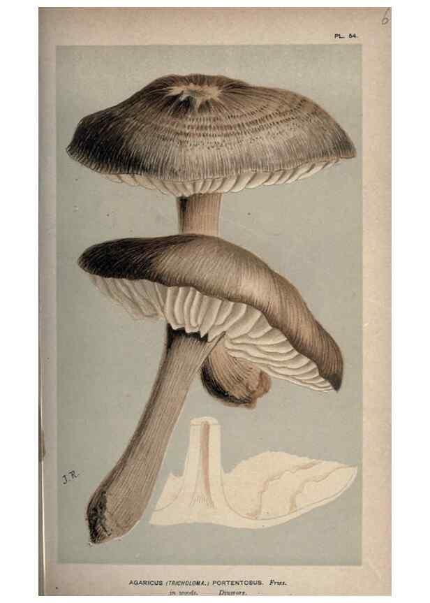 Reproducción/Reproduction 8163884695: Illustrations of British Fungi (Hymenomycetes), to serve as an atlas to the ""Handbook of British Fungi"".. LondonWilliams and Norgate1881-91