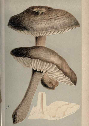 Reproducción/Reproduction 8163884695: Illustrations of British Fungi (Hymenomycetes), to serve as an atlas to the ""Handbook of British Fungi"".. LondonWilliams and Norgate1881-91