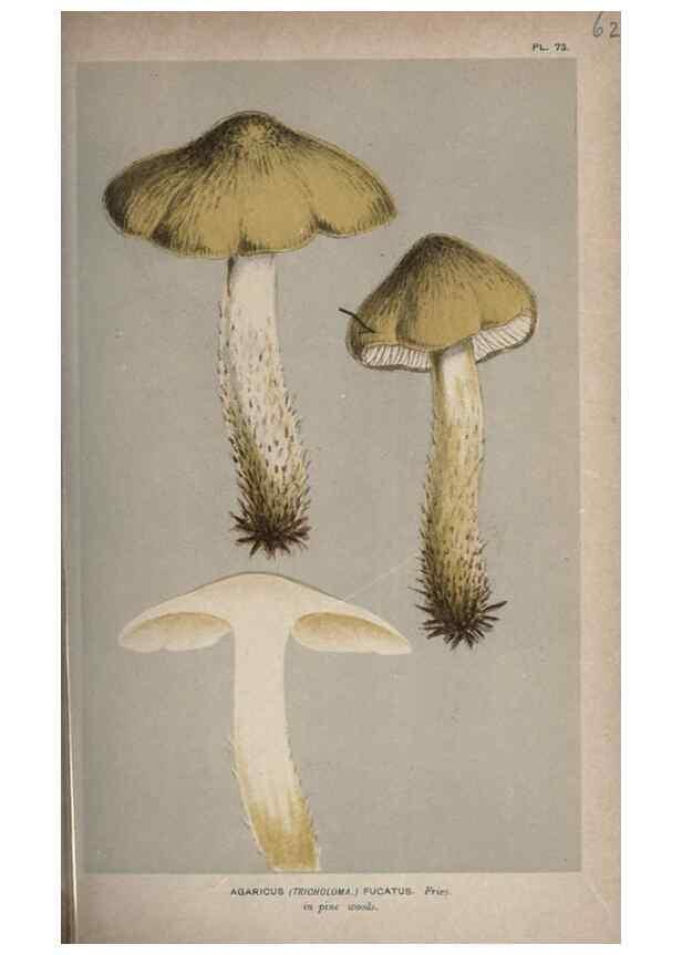 Reproducción/Reproduction 8163885105: Illustrations of British Fungi (Hymenomycetes), to serve as an atlas to the ""Handbook of British Fungi"".. LondonWilliams and Norgate1881-91
