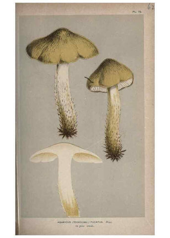 Reproducción/Reproduction 8163885105: Illustrations of British Fungi (Hymenomycetes), to serve as an atlas to the ""Handbook of British Fungi"".. LondonWilliams and Norgate1881-91