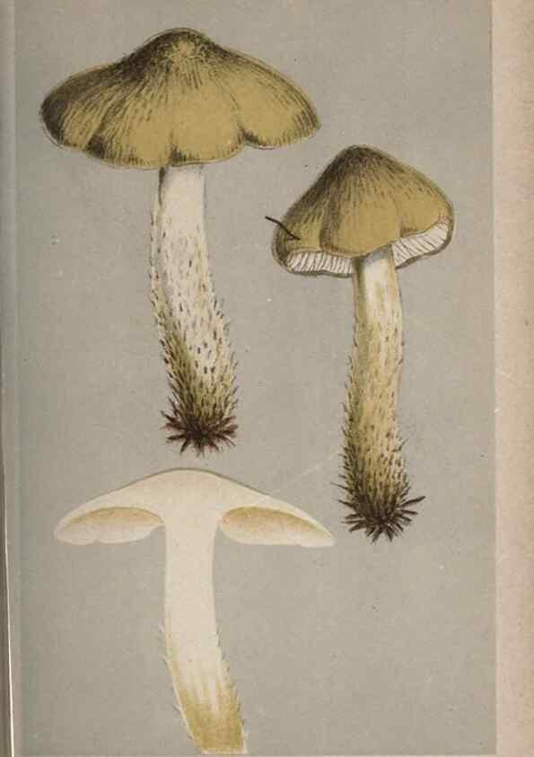 Reproducción/Reproduction 8163885105: Illustrations of British Fungi (Hymenomycetes), to serve as an atlas to the ""Handbook of British Fungi"".. LondonWilliams and Norgate1881-91