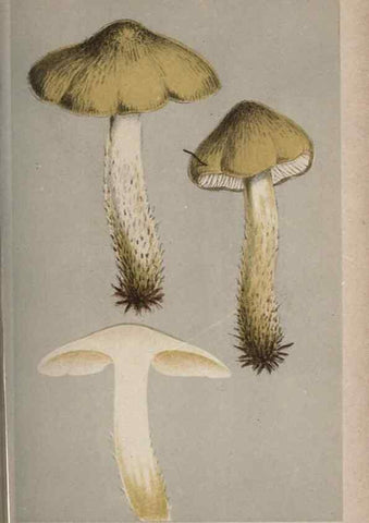 Reproducción/Reproduction 8163885105: Illustrations of British Fungi (Hymenomycetes), to serve as an atlas to the ""Handbook of British Fungi"".. LondonWilliams and Norgate1881-91