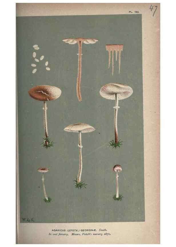 Reproducción/Reproduction 8163911288: Illustrations of British Fungi (Hymenomycetes), to serve as an atlas to the ""Handbook of British Fungi"".. LondonWilliams and Norgate1881-91