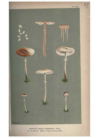 Reproducción/Reproduction 8163911288: Illustrations of British Fungi (Hymenomycetes), to serve as an atlas to the ""Handbook of British Fungi"".. LondonWilliams and Norgate1881-91