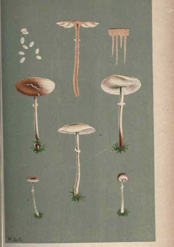 Reproducción/Reproduction 8163911288: Illustrations of British Fungi (Hymenomycetes), to serve as an atlas to the ""Handbook of British Fungi"".. LondonWilliams and Norgate1881-91