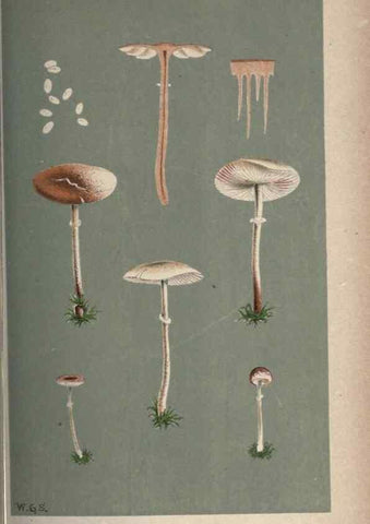 Reproducción/Reproduction 8163911288: Illustrations of British Fungi (Hymenomycetes), to serve as an atlas to the ""Handbook of British Fungi"".. LondonWilliams and Norgate1881-91