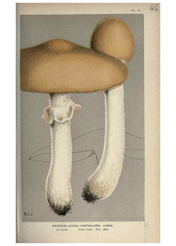 Reproducción/Reproduction 8163877635: Illustrations of British Fungi (Hymenomycetes), to serve as an atlas to the ""Handbook of British Fungi"".. LondonWilliams and Norgate1881-91