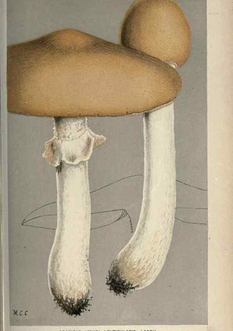 Reproducción/Reproduction 8163877635: Illustrations of British Fungi (Hymenomycetes), to serve as an atlas to the ""Handbook of British Fungi"".. LondonWilliams and Norgate1881-91