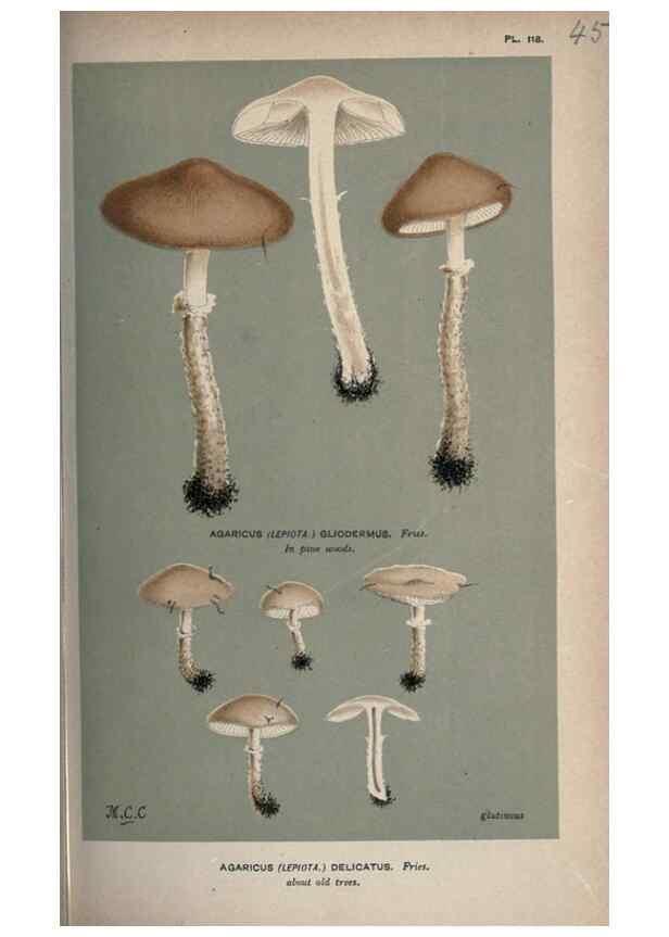 Reproducción/Reproduction 8163910424: Illustrations of British Fungi (Hymenomycetes), to serve as an atlas to the ""Handbook of British Fungi"".. LondonWilliams and Norgate1881-91