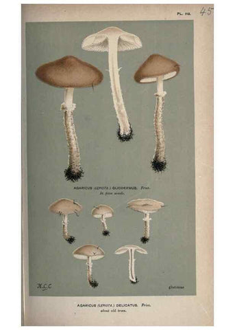 Reproducción/Reproduction 8163910424: Illustrations of British Fungi (Hymenomycetes), to serve as an atlas to the ""Handbook of British Fungi"".. LondonWilliams and Norgate1881-91