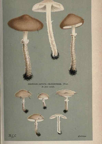 Reproducción/Reproduction 8163910424: Illustrations of British Fungi (Hymenomycetes), to serve as an atlas to the ""Handbook of British Fungi"".. LondonWilliams and Norgate1881-91