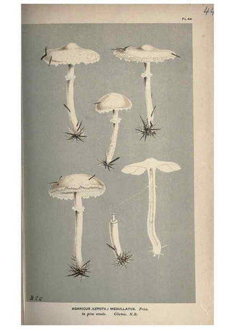 Reproducción/Reproduction 8163910016: Illustrations of British Fungi (Hymenomycetes), to serve as an atlas to the ""Handbook of British Fungi"".. LondonWilliams and Norgate1881-91