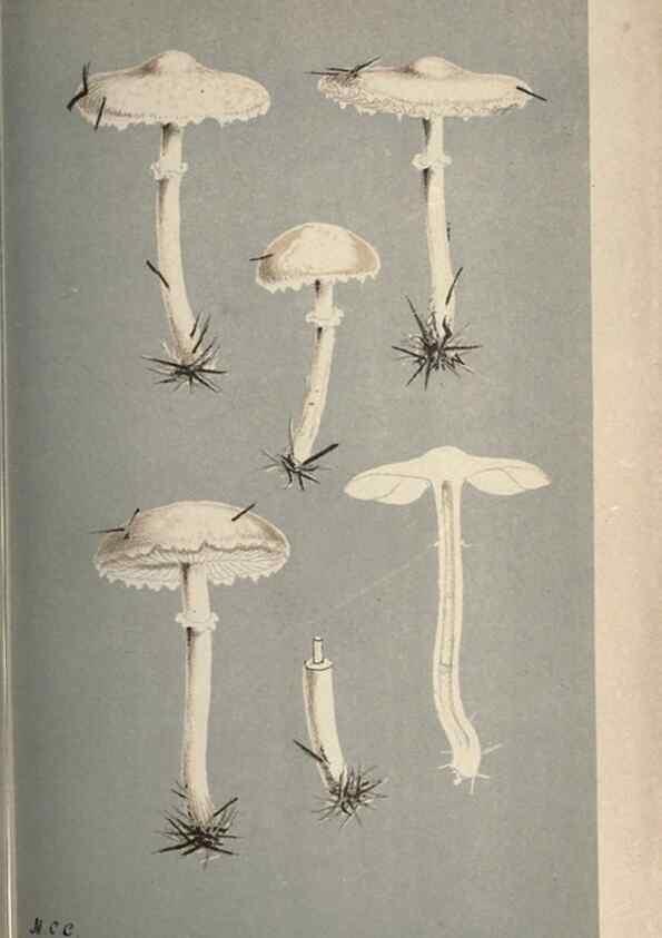 Reproducción/Reproduction 8163910016: Illustrations of British Fungi (Hymenomycetes), to serve as an atlas to the ""Handbook of British Fungi"".. LondonWilliams and Norgate1881-91