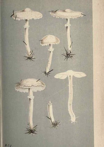 Reproducción/Reproduction 8163910016: Illustrations of British Fungi (Hymenomycetes), to serve as an atlas to the ""Handbook of British Fungi"".. LondonWilliams and Norgate1881-91
