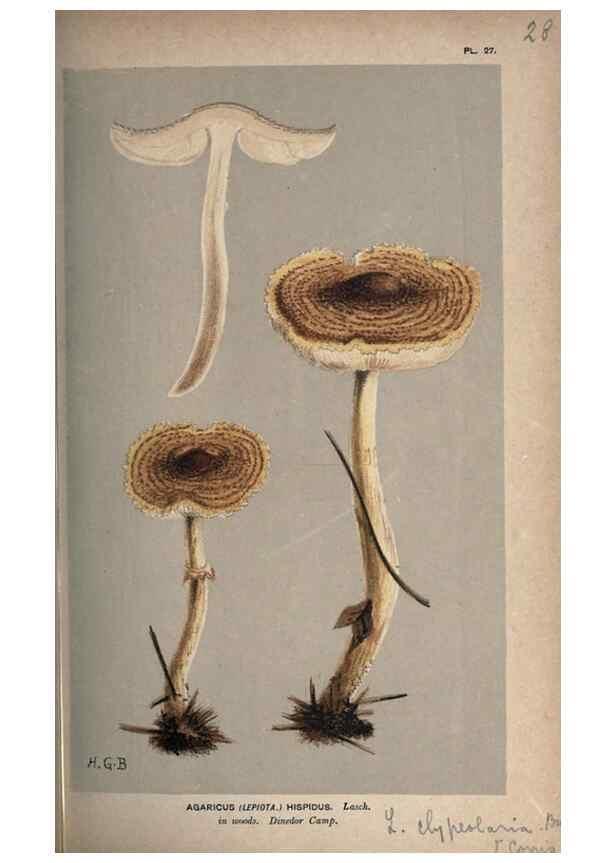 Reproducción/Reproduction 8163902538: Illustrations of British Fungi (Hymenomycetes), to serve as an atlas to the ""Handbook of British Fungi"".. LondonWilliams and Norgate1881-91